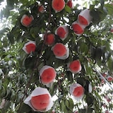 福島県産　大内果樹園の桃「さくら白桃」　約２ｋｇ（ＧＡＰ認証）