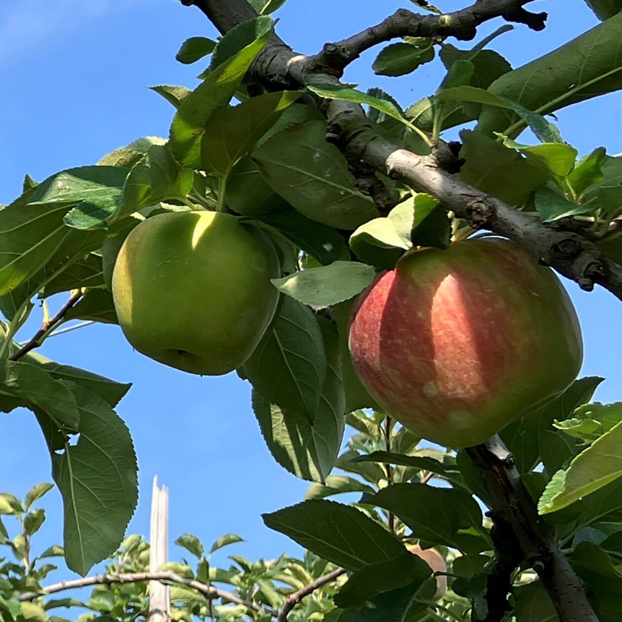 新潟県佐渡産　ミライサトのりんご「サンふじ」約３ｋｇ（９～１１玉）