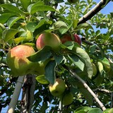 新潟県佐渡産　ミライサトのりんご　季節のおまかせ　約３ｋｇ（９～１１玉）