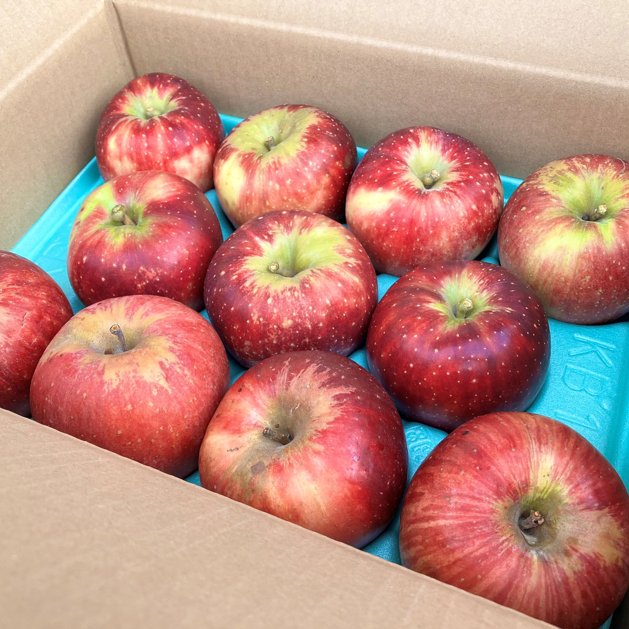 新潟県佐渡産 ミライサトのりんご 季節のおまかせ 約3kg（9～11