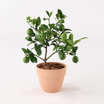 観葉植物 フェイクグリーン リアル 造花 新生活 同棲 一人暮らし 無印 観葉植物 フェイクグリーン 造花 新生活 同棲 おいしく