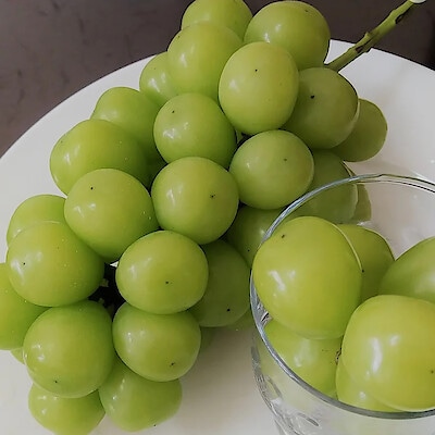 信州産　川上農園のぶどう「シャインマスカット」　２房（各　約５５０ｇ以上）【ギフトにおすすめ】