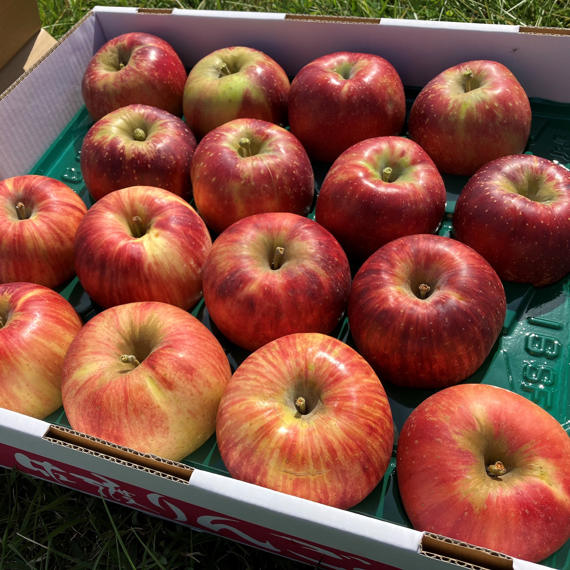 新潟県佐渡産 ミライサトのりんご 季節のおまかせ 約5kg（16