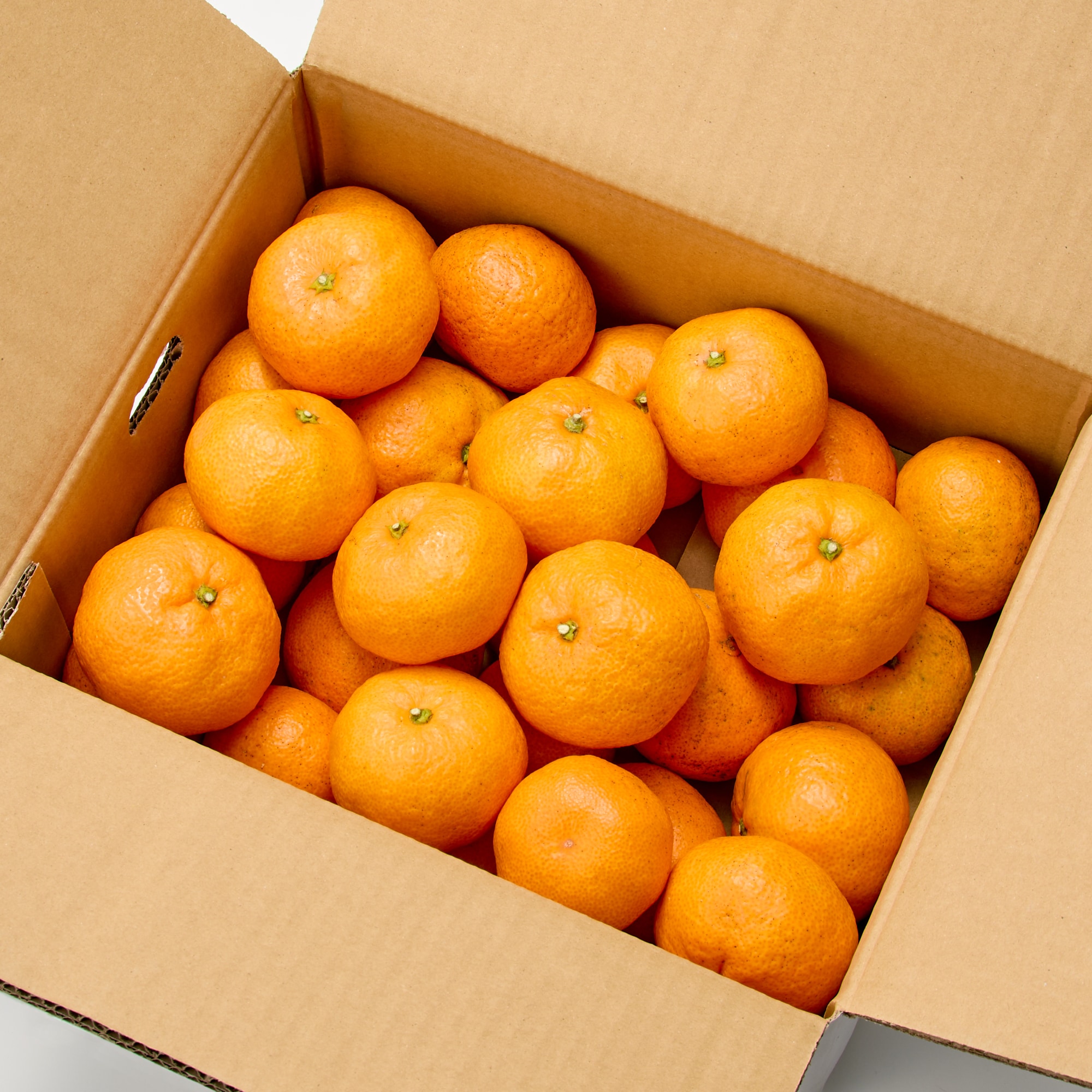 茶々丸175 茶楽 茶道具 その他 - Sazen Tea