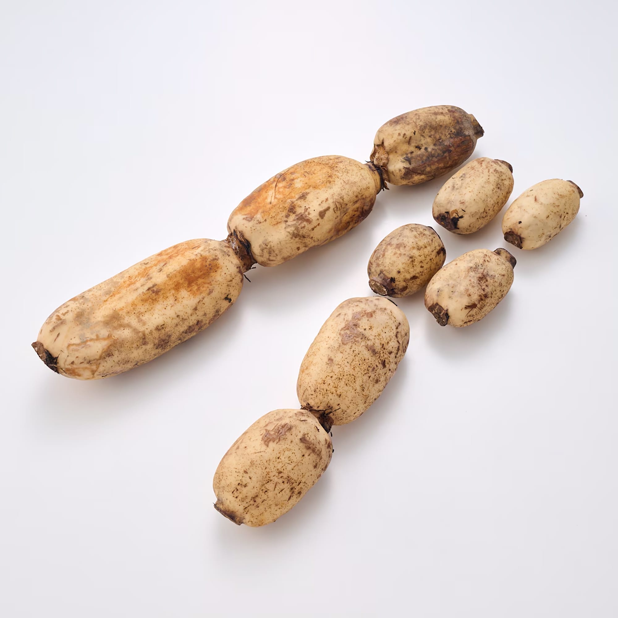 新潟県産 だるまレンコン（芽レンコン入り） 家庭用・約2kg | 無印良品