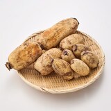 新潟県産　だるまレンコン（芽レンコン入り）　家庭用・約２ｋｇ