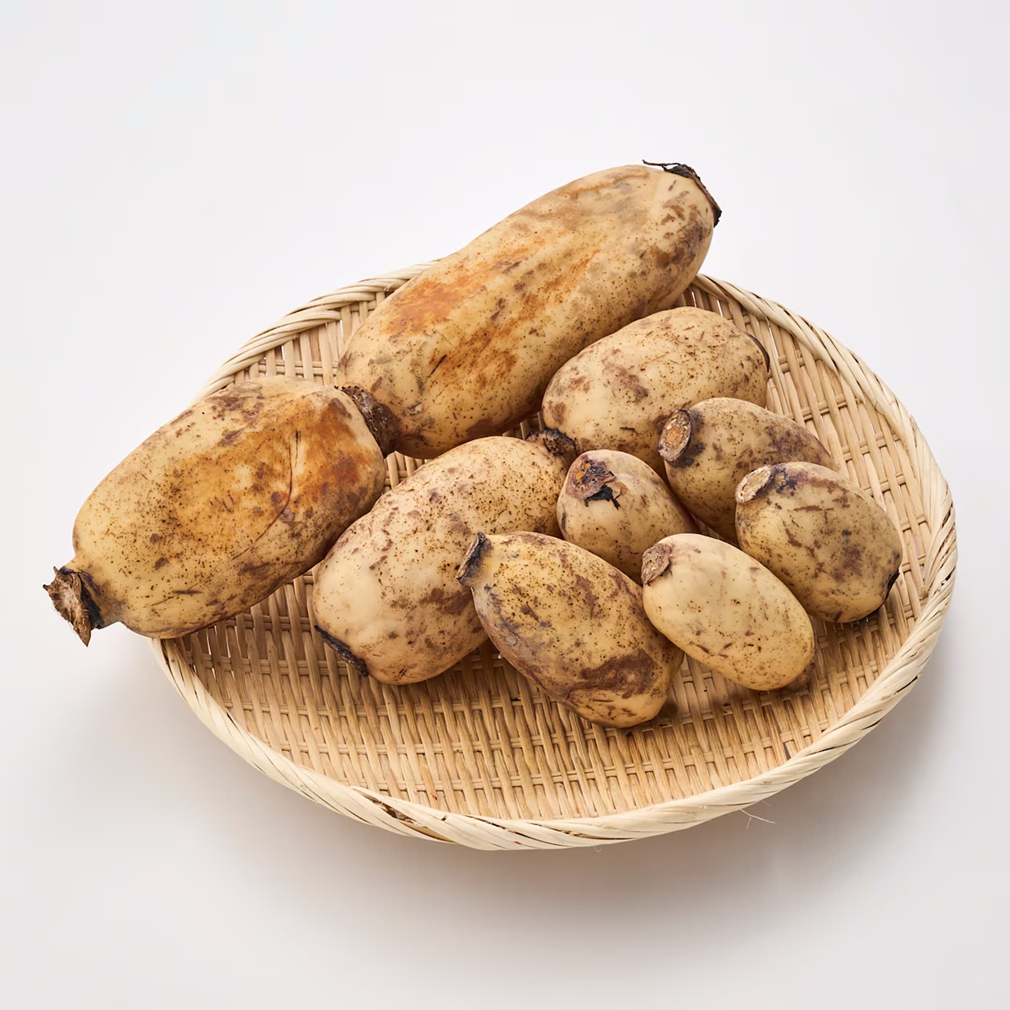 新潟県産　だるまレンコン（芽レンコン入り）　家庭用・約２ｋｇ