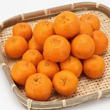 愛媛県産　無茶々園のポンカン サイズ混合・約３ｋｇ