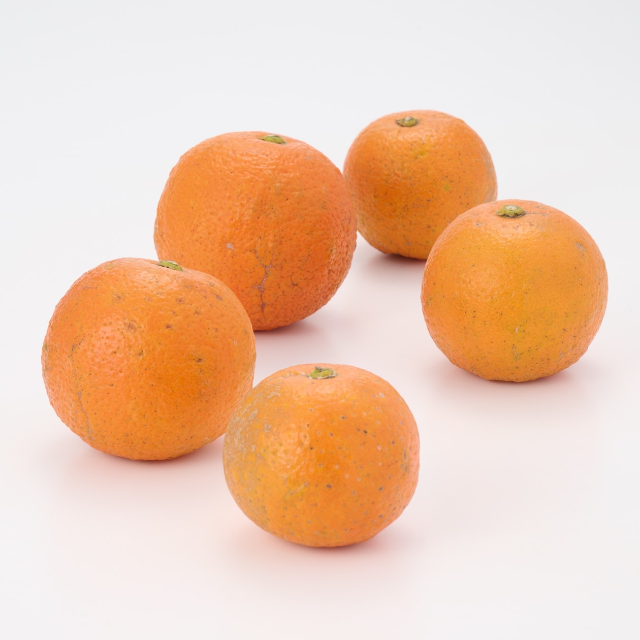 愛媛県産　無茶々園の「橙（ダイダイ）」サイズ混合・約１．５ｋｇ