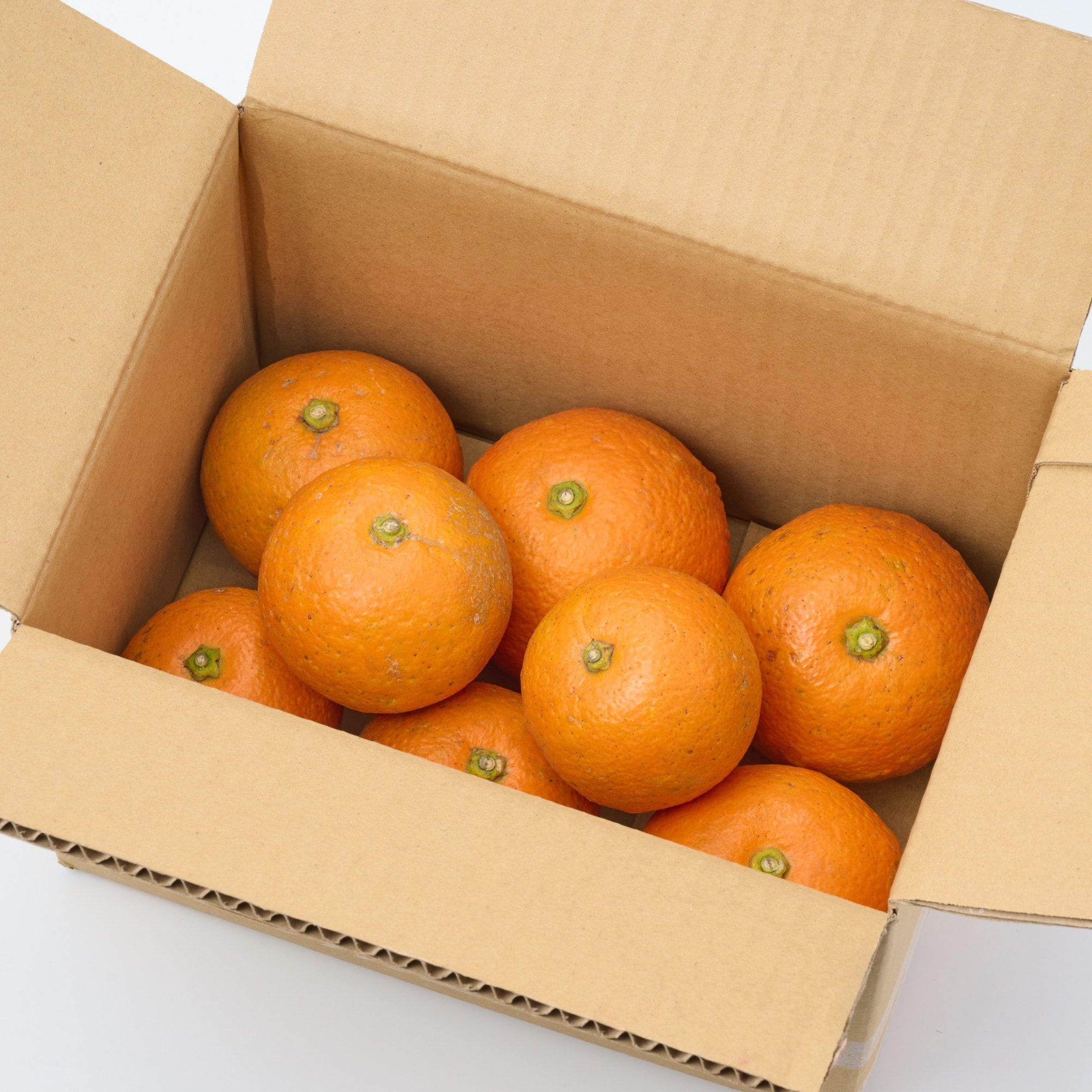 愛媛県産　無茶々園の「橙（ダイダイ）」サイズ混合・約１．５ｋｇ