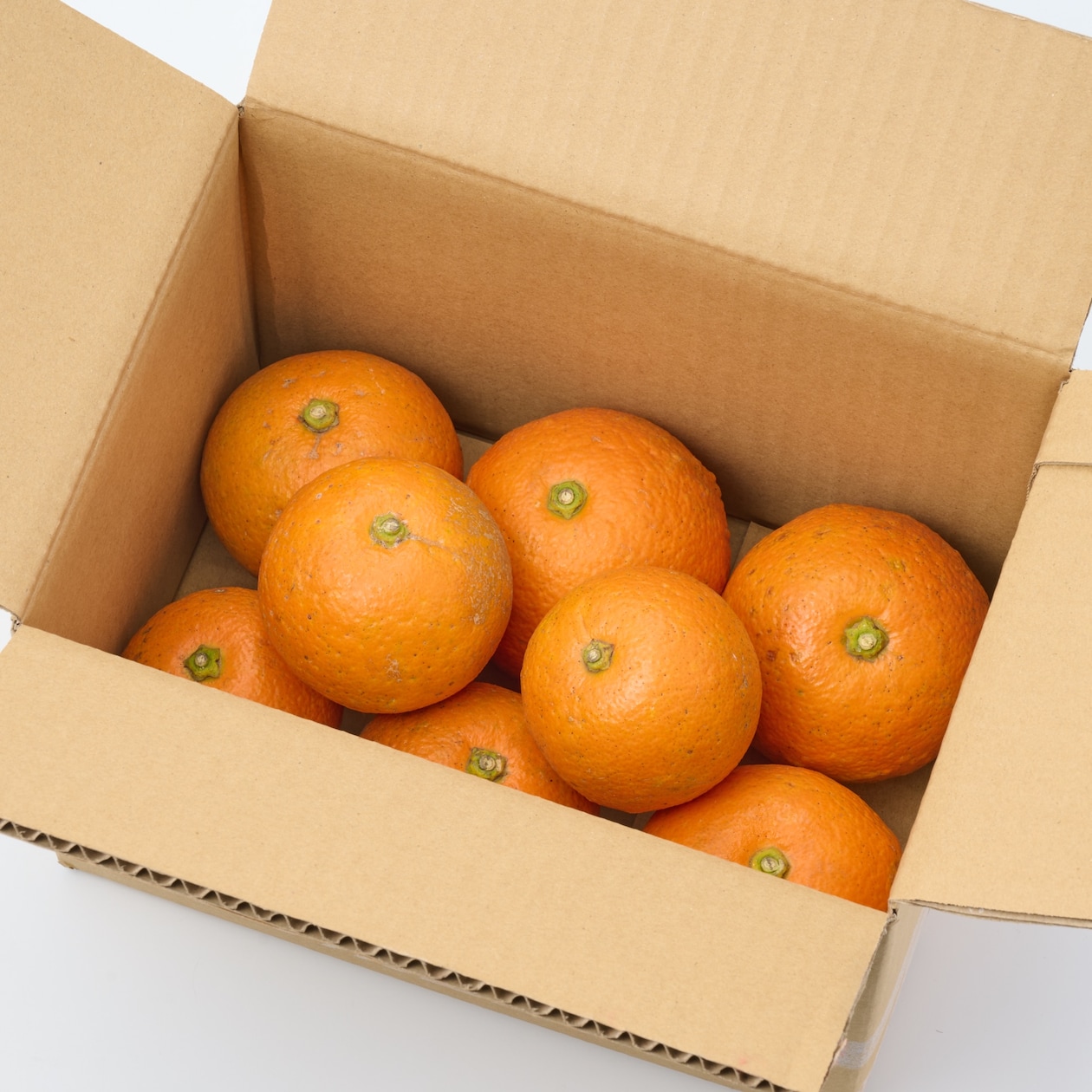 愛媛県産　無茶々園の「橙（ダイダイ）」サイズ混合・約１．５ｋｇ