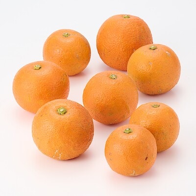 愛媛県産　無茶々園の「橙（ダイダイ）」サイズ混合・約１．５ｋｇ