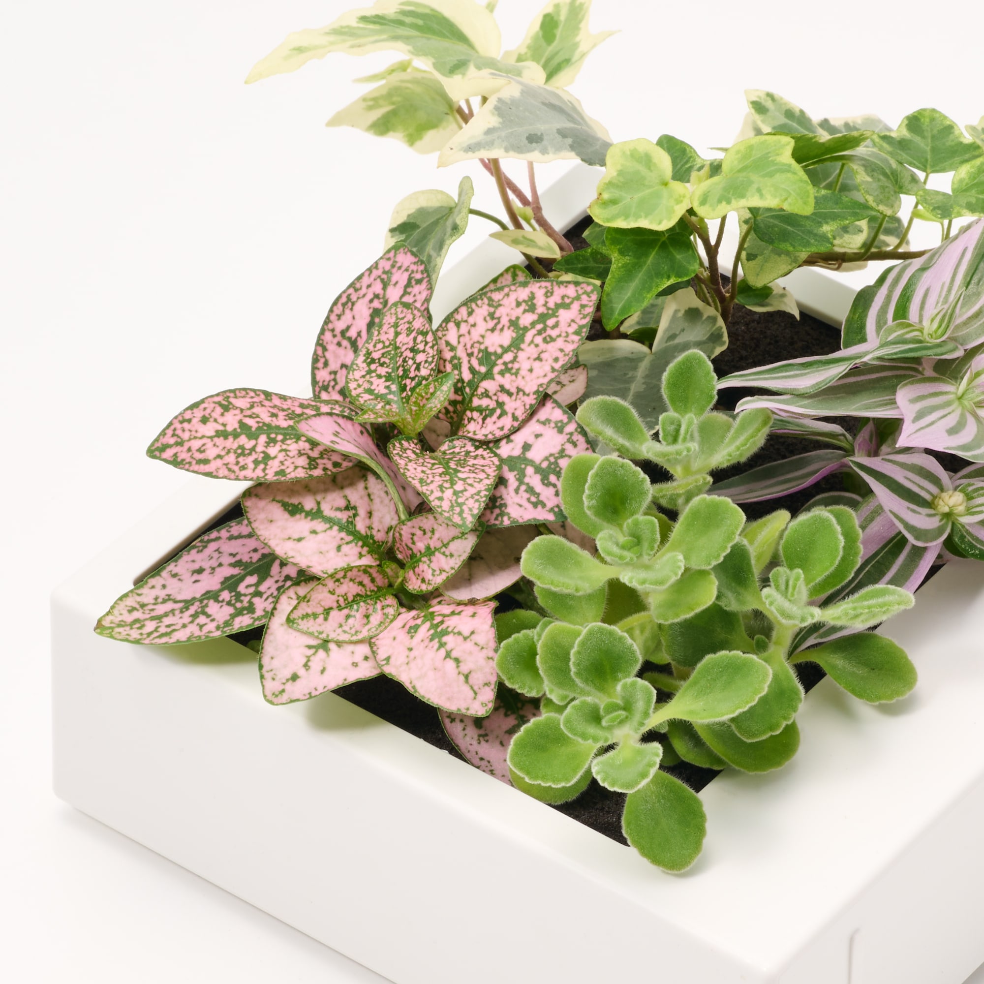 母の日　壁にかけられる観葉植物　A（２６）