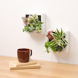 母の日　壁にかけられる観葉植物　A（２６）