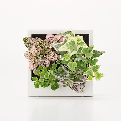 母の日　壁にかけられる観葉植物　A（２６）