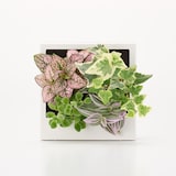 母の日　壁にかけられる観葉植物　A（２６）