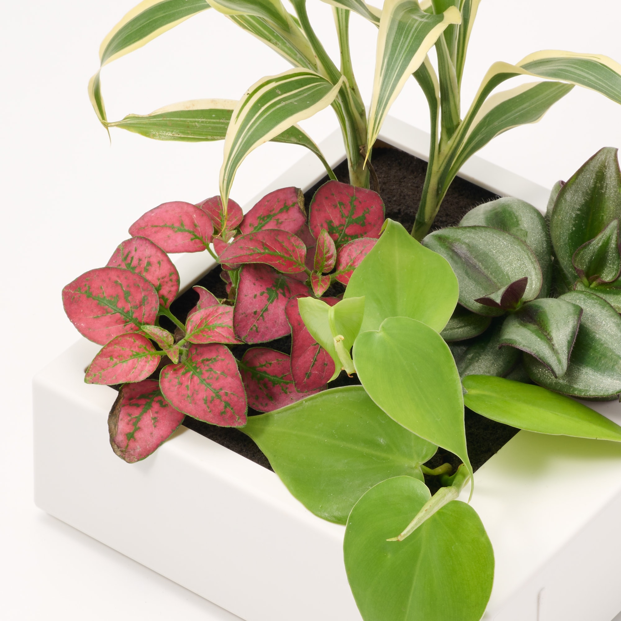 母の日　壁にかけられる観葉植物　Ｂ（２６）