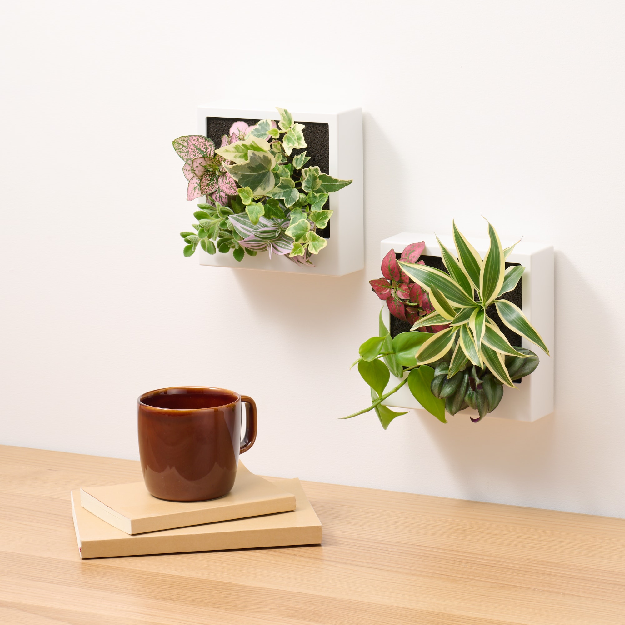 母の日　壁にかけられる観葉植物　Ｂ（２６）