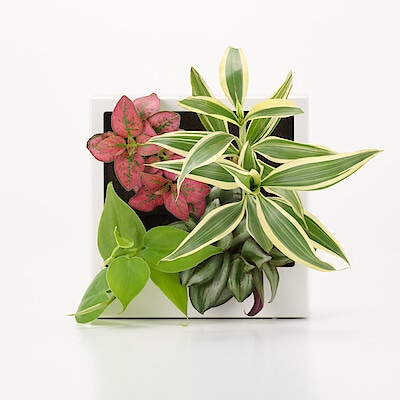 母の日　壁にかけられる観葉植物　Ｂ（２６）