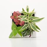 母の日　壁にかけられる観葉植物　Ｂ（２６）