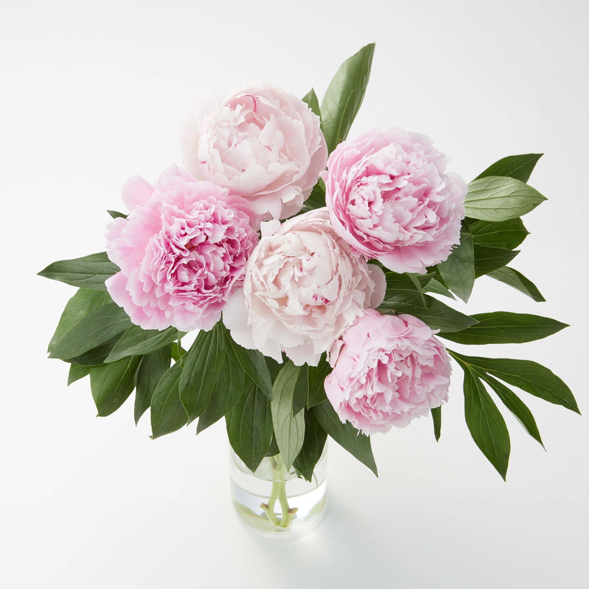 母の日　シャクヤクの花束　ピンク