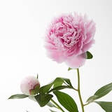 母の日　シャクヤクの花束　ピンク