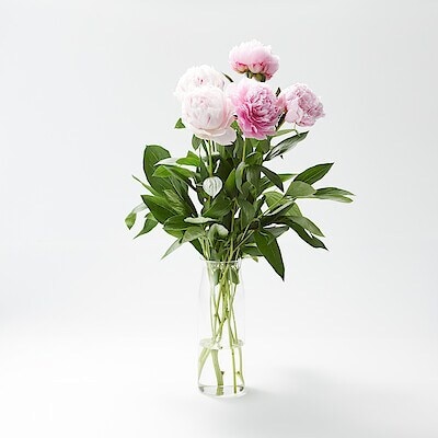 母の日　シャクヤクの花束　ピンク