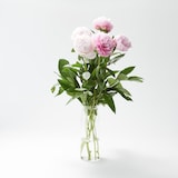 母の日　シャクヤクの花束　ピンク