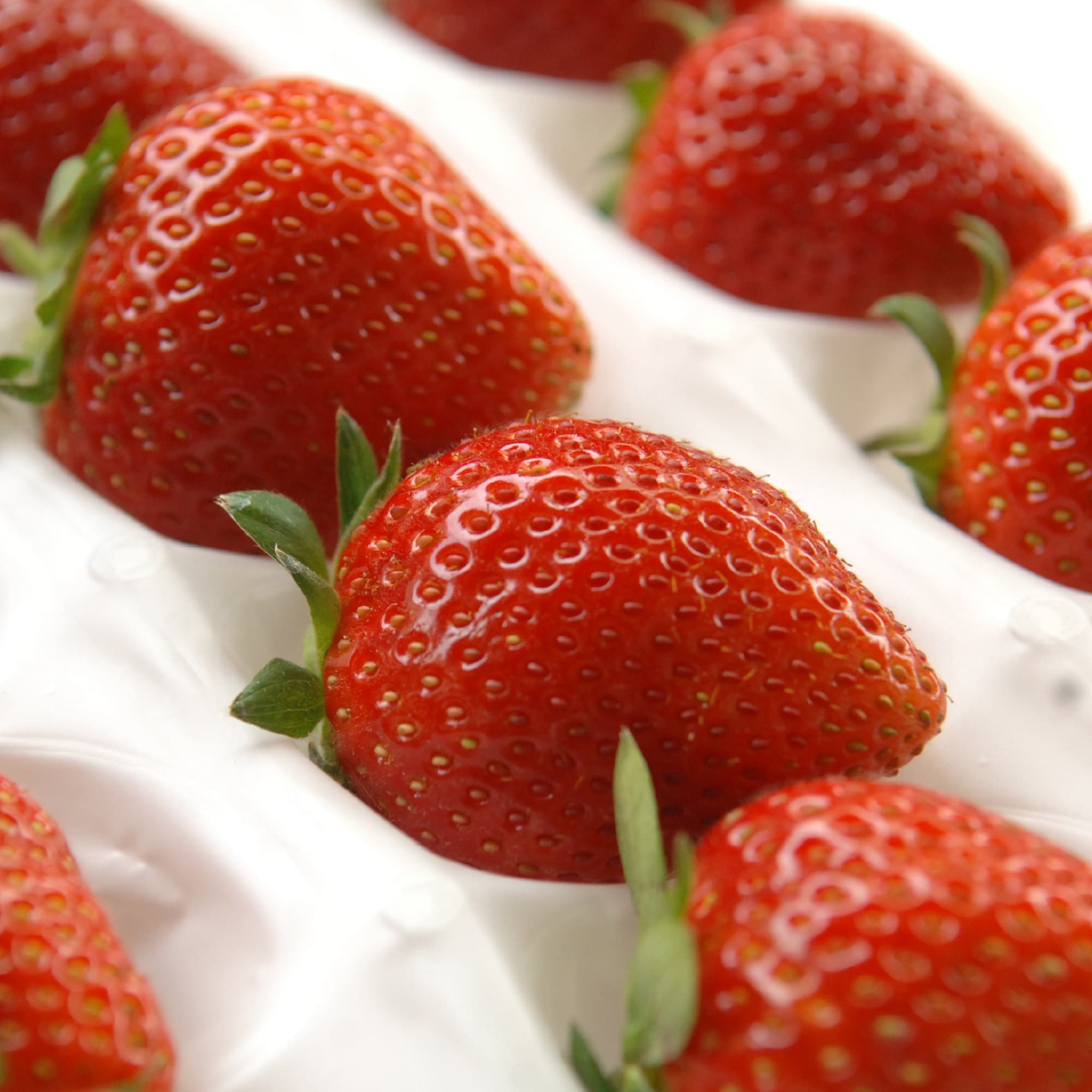 岡山県　雪本ふぁーむのいちご「やよいひめ」２Ｌ～３Ｌ（１２～１５粒）【ギフトにおすすめ】