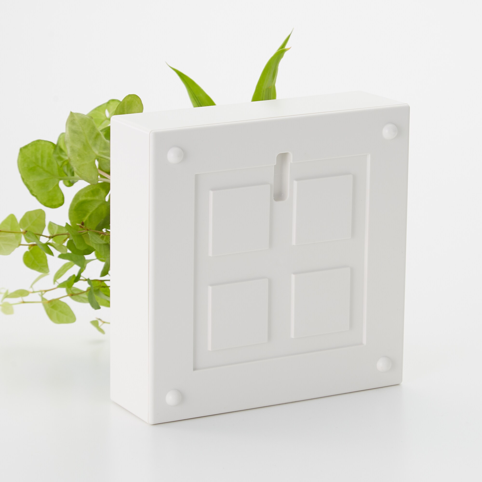 壁にかけられる観葉植物　白　４苗　Ａ（２５）