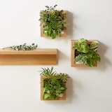 壁にかけられる観葉植物　白　４苗　Ａ（２５）