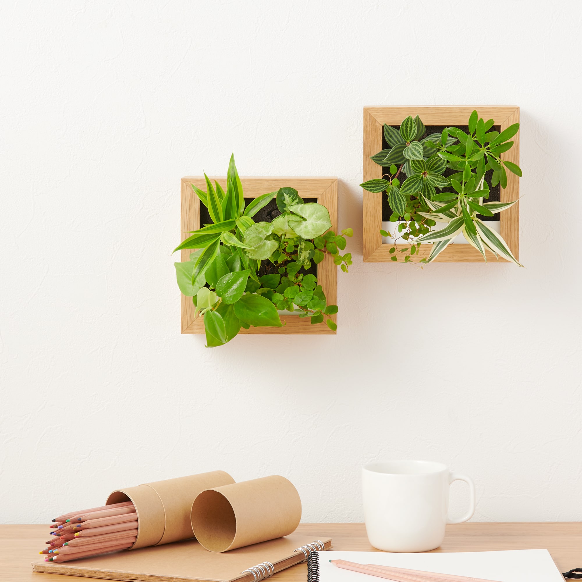 壁にかけられる観葉植物　白　４苗　Ａ（２５）