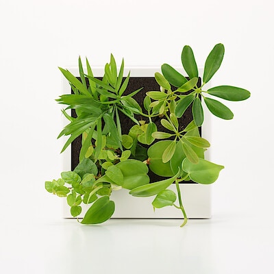 壁にかけられる観葉植物　白　４苗　Ａ（２５）