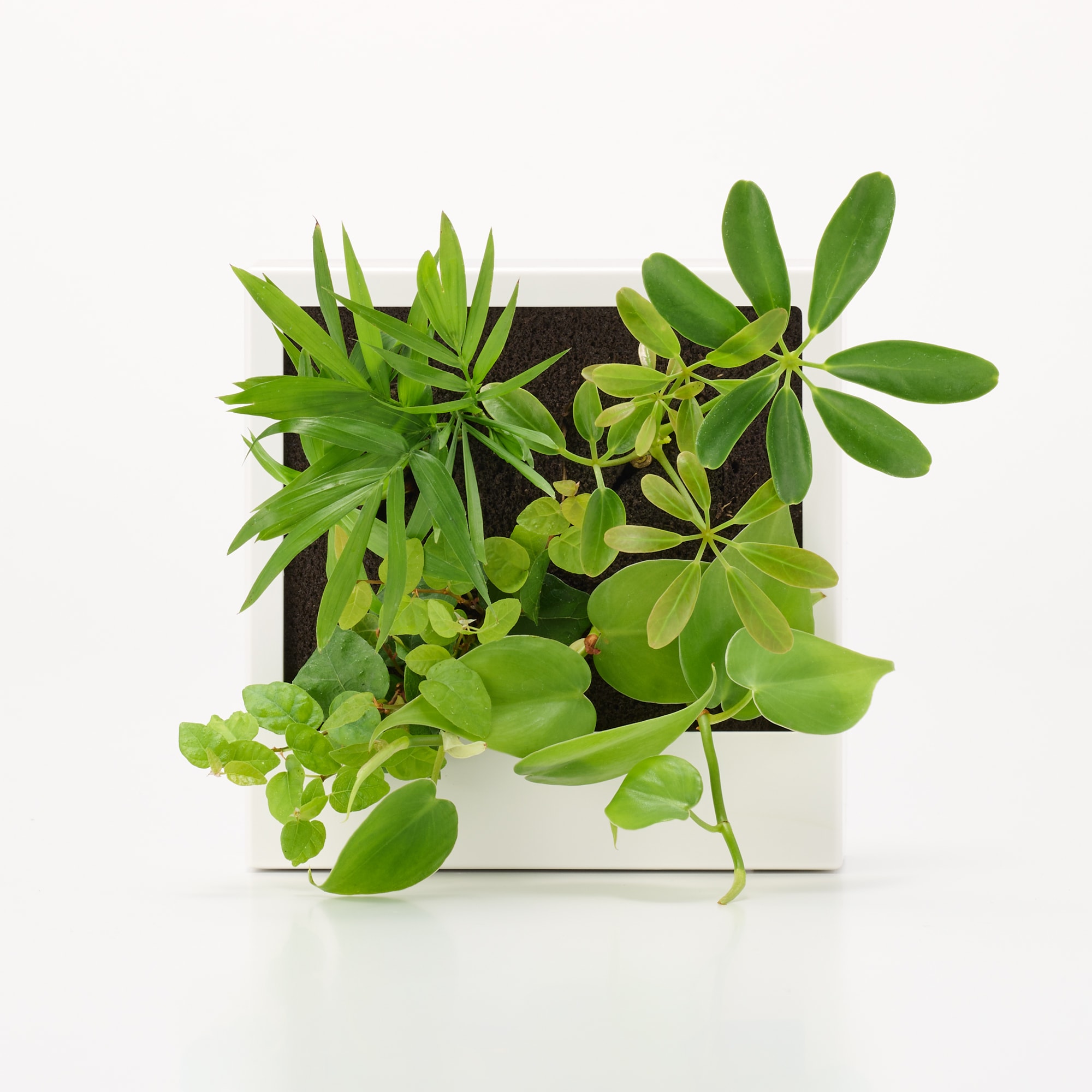 壁にかけられる観葉植物 白 4苗 A（25） | 無印良品