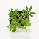 壁にかけられる観葉植物　白　４苗　Ａ（２５）