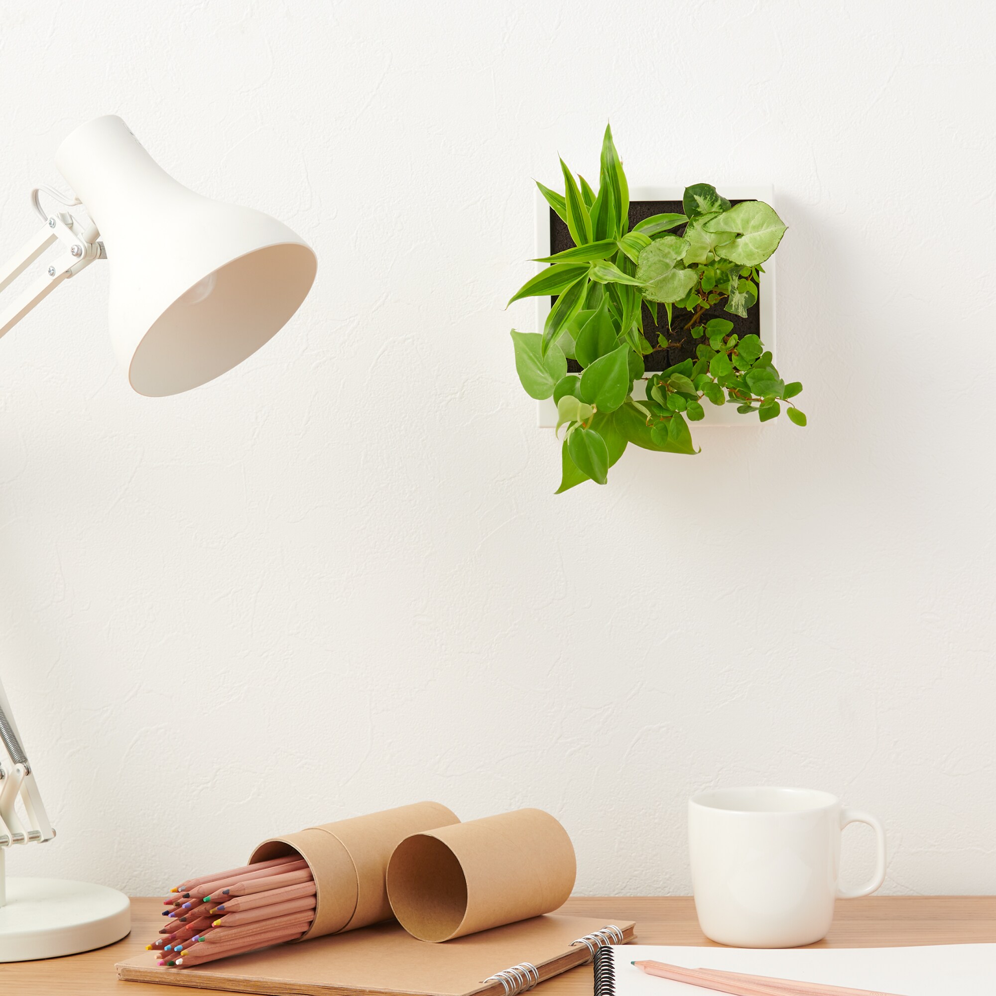 壁にかけられる観葉植物　白　４苗　Ｂ（２５）