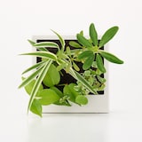 壁にかけられる観葉植物　白　４苗　Ｂ（２５）