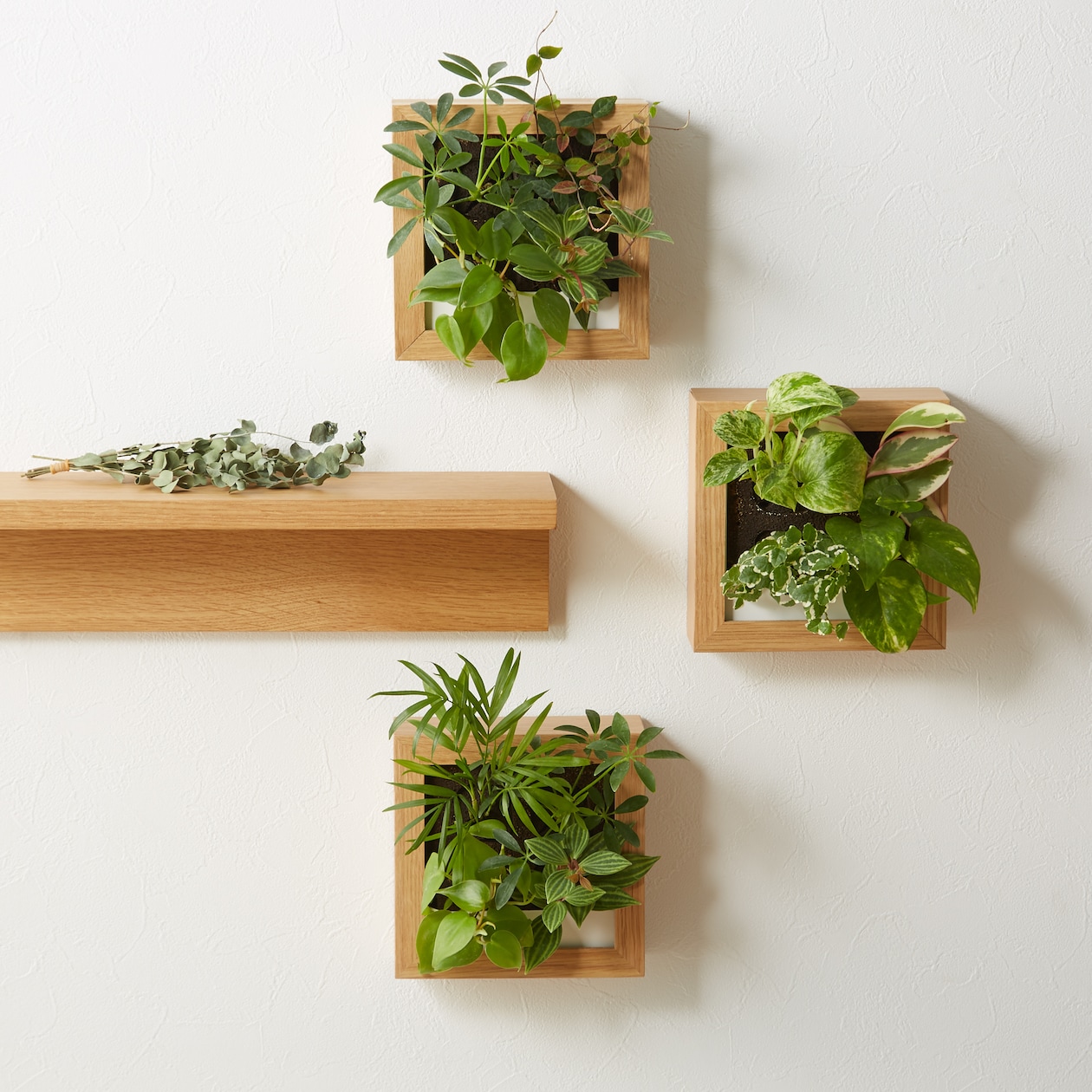 壁にかけられる観葉植物　白　４苗　Ｃ（２５）