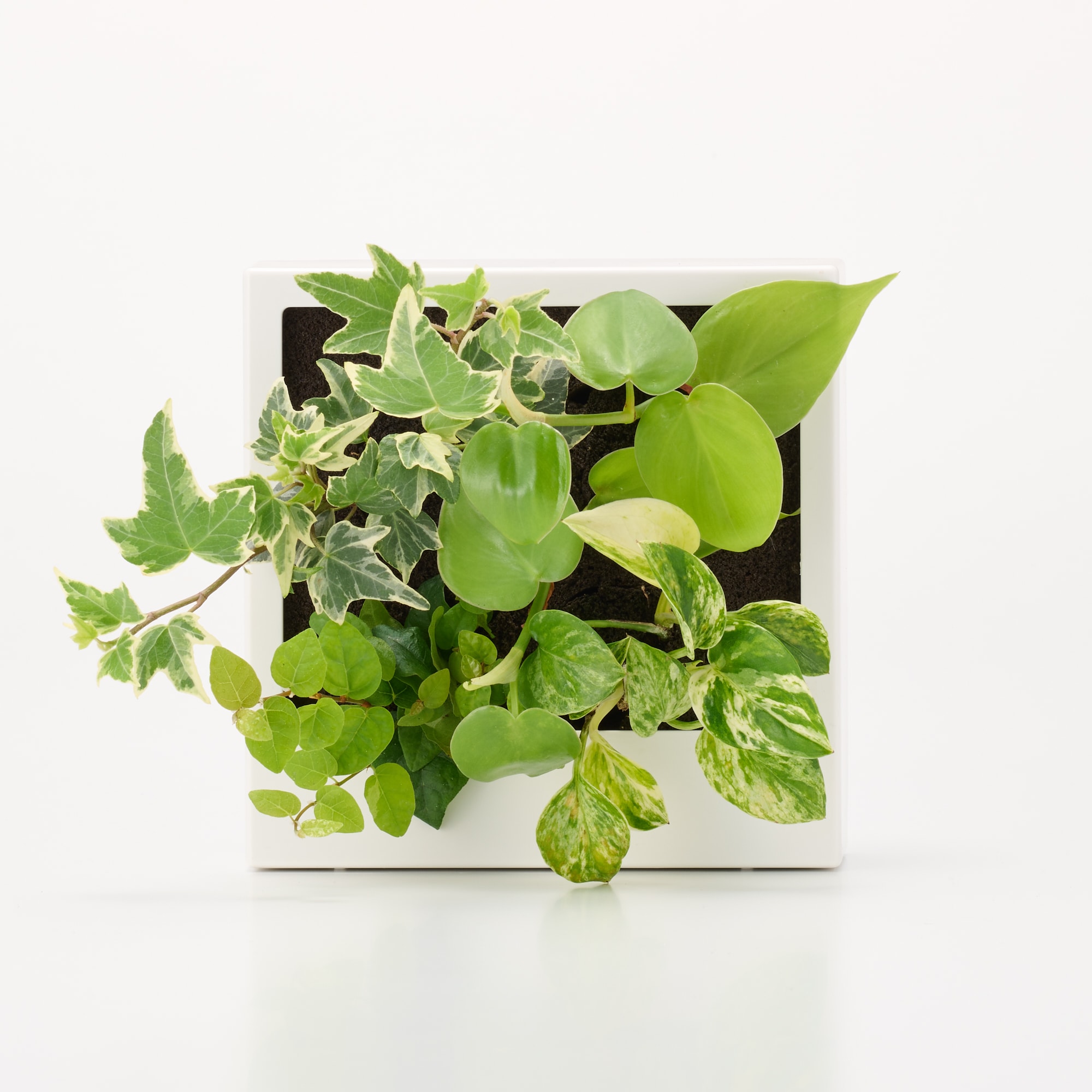 壁にかけられる観葉植物　白　４苗　Ｃ（２５）