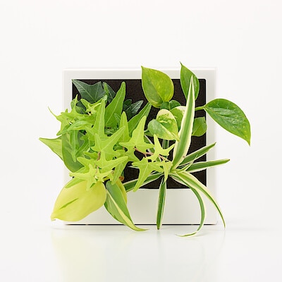 壁にかけられる観葉植物　白　４苗　Ｄ（２５）