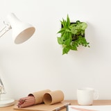 壁にかけられる観葉植物　白　４苗　Ｅ（２５）