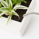 壁にかけられる観葉植物　白　４苗　Ｅ（２５）