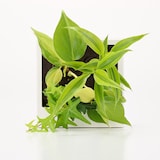 壁にかけられる観葉植物　白　４苗　Ｅ（２５）