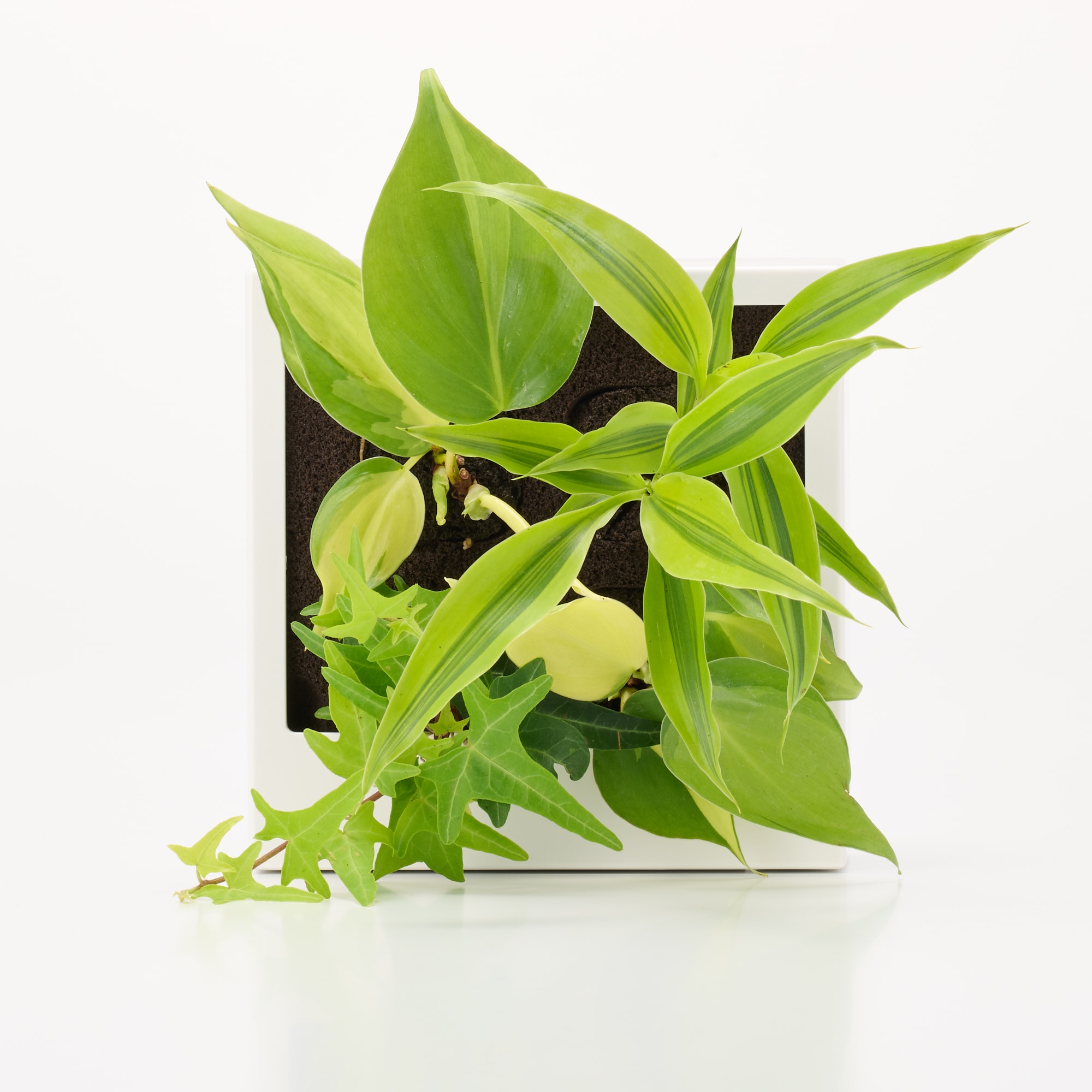 壁にかけられる観葉植物　白　４苗　Ｅ（２５）