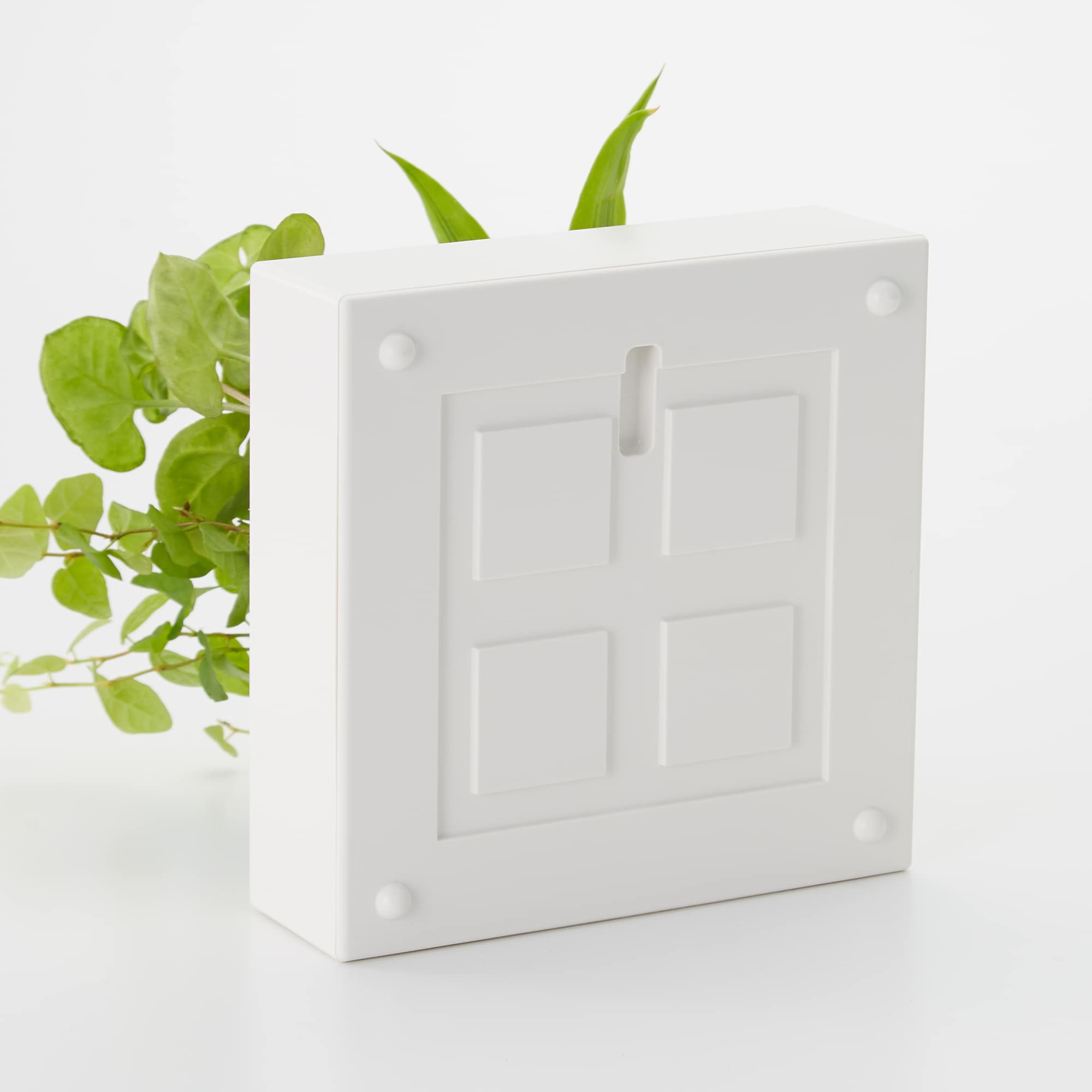 壁にかけられる観葉植物　白　４苗　Ｆ（２５）