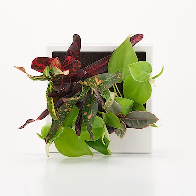 壁にかけられる観葉植物　白　４苗　Ｆ（２５）