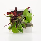 壁にかけられる観葉植物　白　４苗　Ｆ（２５）