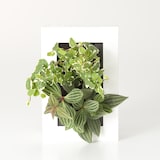 壁にかけられる観葉植物　白　２苗　Ａ（２５）