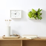 壁にかけられる観葉植物　白　２苗　Ａ（２５）