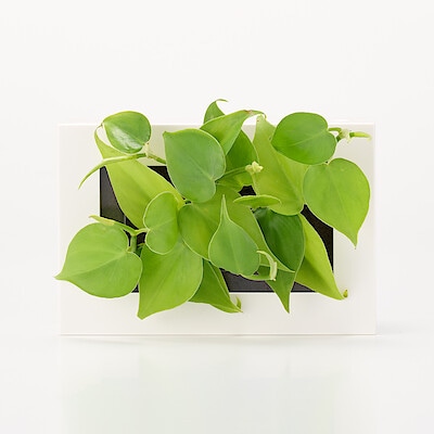 壁にかけられる観葉植物　白　２苗　Ａ（２５）